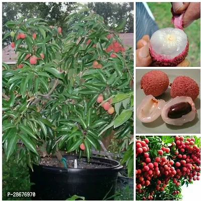 Corofitam Litchi Plant Litchi 11-thumb0