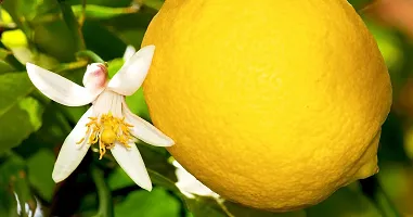 Lemon Plant-thumb1