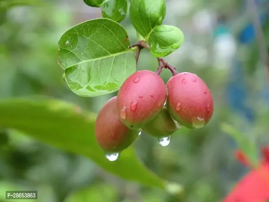 Corofitam Cherry Fruit Plant saraswati traders-thumb2