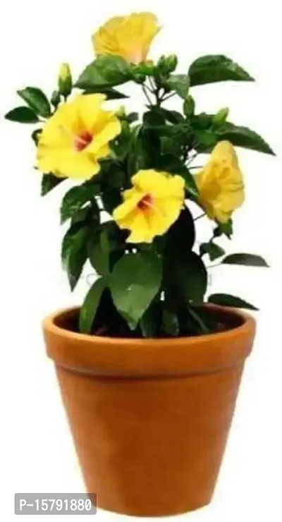 Natural Long Live Home Decor Plant and Planter