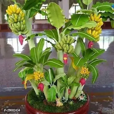 Corofitam Banana Plant vk-4-thumb0