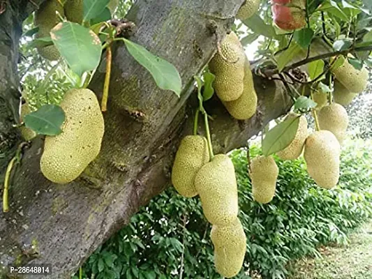 Corofitam Jackfruit Plant Live Plant Jack Fruit Super Dwarf Early Variety Jackfruit Grafted Sweet Flavor Exotic Garden Plant(1 Healthy Live Plant)