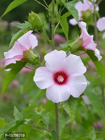 Corofitam_Hibiscus Plant_One Healthy Plant In a Plastic Bag_YPDl-S092