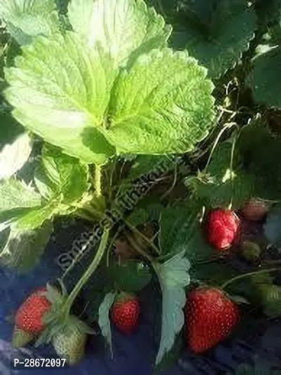 Corofitam Strawberry Plant STRAWBERRY PLANT VFDS-thumb0