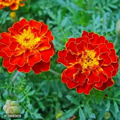 Marigold Plant-thumb0