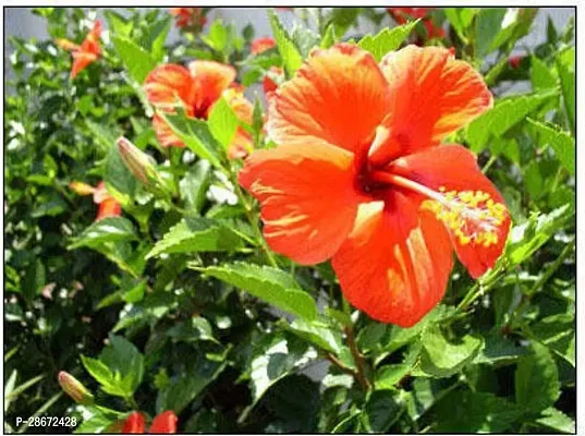 Corofitam Hibiscus Plant hibiscus plant 723-thumb0