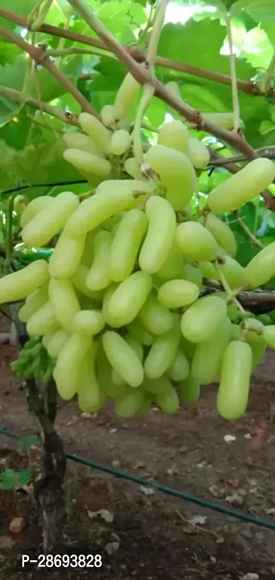 Corofitam Grape Plant Thai Alltime Grape -A14-thumb0