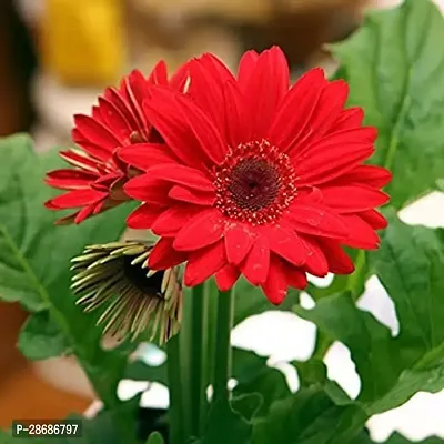 Corofitam Gerbera Plant GERBERA PLANT-06-thumb0