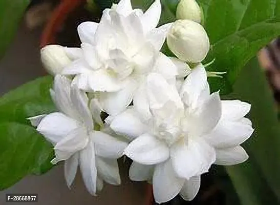 Corofitam Jasmine Plant belljasmine plant-thumb0