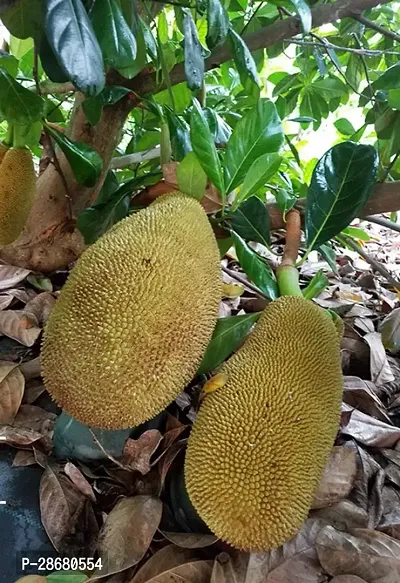 Jack Fruit Plant-thumb0