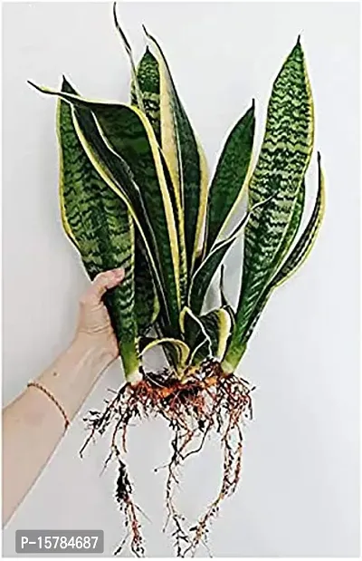 Natural Long Live Home Decor Plant and Planter-thumb0