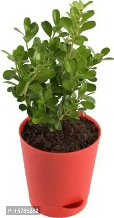 Natural Long Live Home Decor Plant and Planter-thumb0