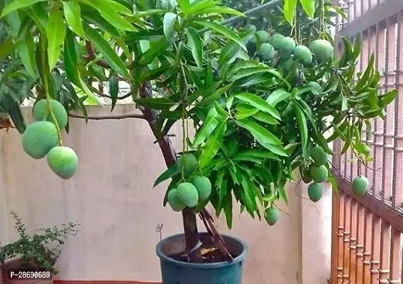 Corofitam Mango Plant Thai Axotic-thumb0