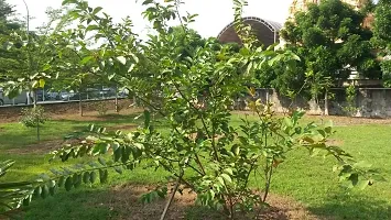 Corofitam Guava Plant GUAVA PLANT J55-thumb1