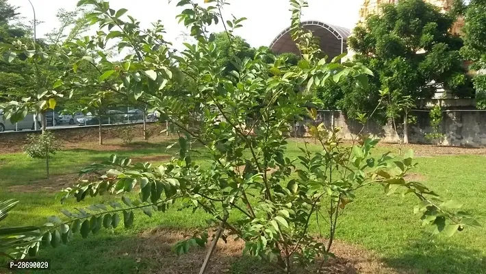 Corofitam Guava Plant GUAVA PLANT J55-thumb2