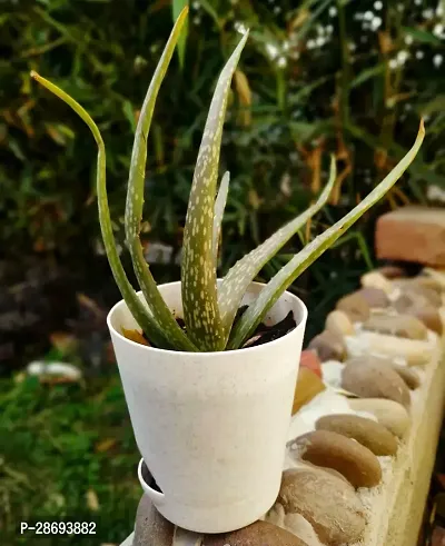 Corofitam Aloe Vera Plant Aloe Vera plant with pot indoor medicinal natural live plant for home decor living room desk plant-thumb0