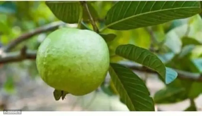 Corofitam Guava Plant Sr_Guava5