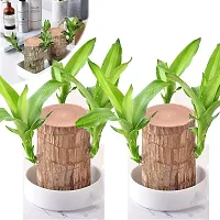 Lucky Brazilian Wood Plant Lucky Wood Good Luck Live Plant Lucky Brazil Wood Potted Plant (1 wood Without Pot) Lucky Wood Good Luck Live Plant Lucky...-thumb1