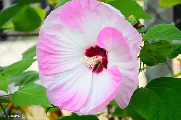 Corofitam Hibiscus Plant Multicolour Hibiscus Flower Plants-thumb0