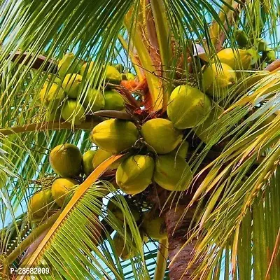 Coconut Plant-thumb0