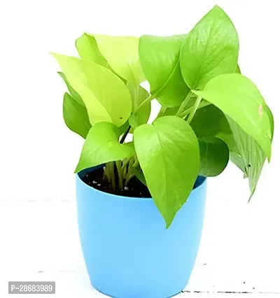 Money Plant-thumb2