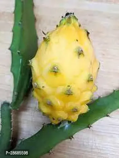 Corofitam Dragon Tree YELLOW DRAGON FRUIT PLANT-thumb2