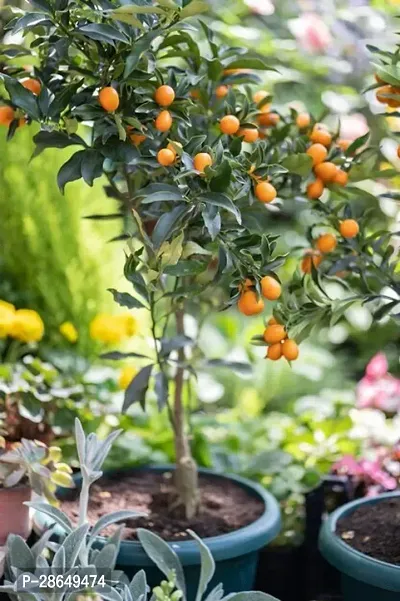 Corofitam Lemon Plant KUMQUAT TREES Lemon Plant-thumb3