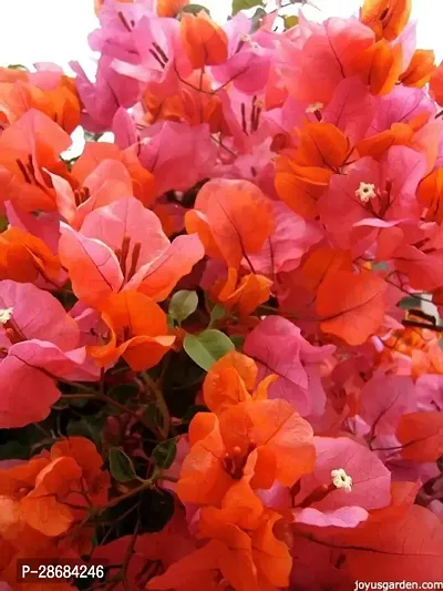 Bougainvillea Plant-thumb0