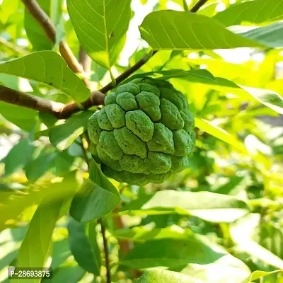 Corofitam Custard Apple Plant Custard Apple Live Plant Disha-3090151