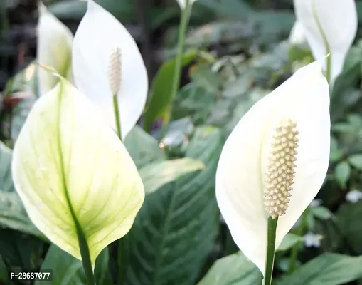 Corofitam Peace Lily Plant (air purifier plant) Peace Lily plant-thumb0