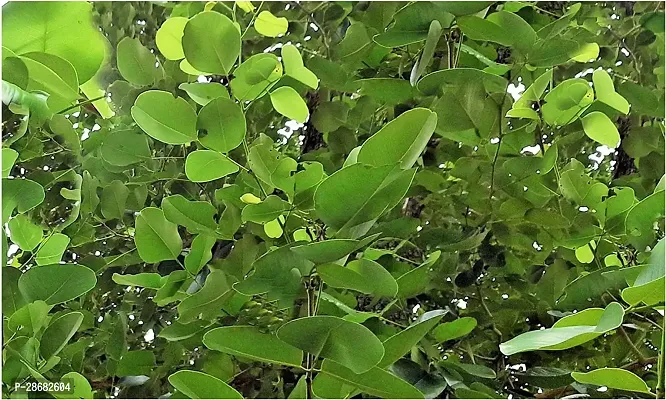 Red Sandalwood Plant-thumb0