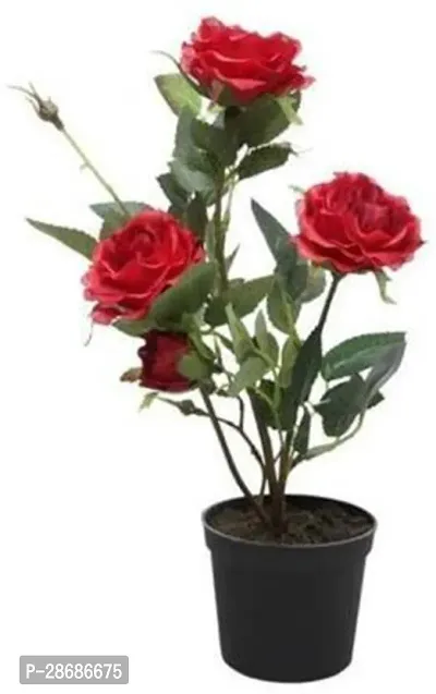 Corofitam Rose Plant Red rose plant with plastic pot-thumb0