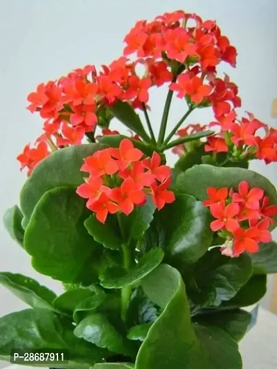 Corofitam Kalanchoe Plant Red Kalanchoe Flower Live PlantHealthy Live 1 Plant.-thumb0