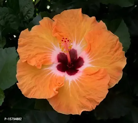 Corofitam_Hibiscus Plant_One Healthy Plant In a Plastic Bag_YPDl-S236-thumb0