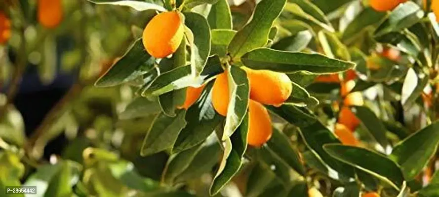 Corofitam Orange Plant HNM183-thumb0