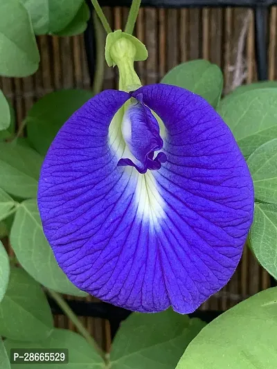 Corofitam Aparajita Butterfly Pea Plant APARAJITA BUTTERFLY PEAPLANT-thumb0