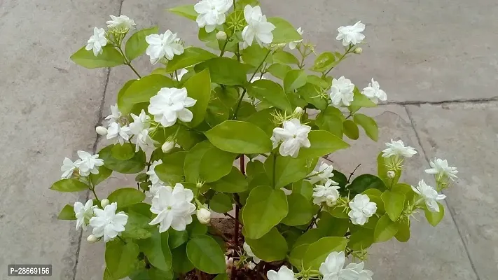 Corofitam Jasmine Plant Arabian Jasmine Malli Bela Motiya Mogra Kodi mulli Jati pushpa Jasminum sambac Living Plant-thumb2