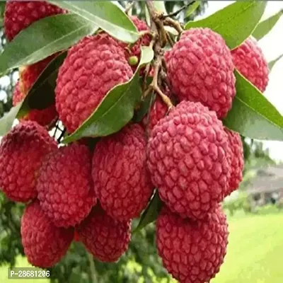 Corofitam Litchi Plant Kilichundan Licthi Plant For Outdoor Garden-thumb0