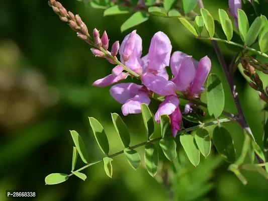 Corofitam Heart Leaf Oxycardium Plant PLANT-NEELAMARI-thumb2