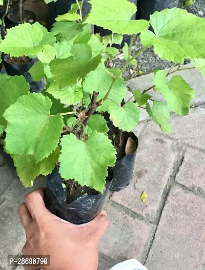 Corofitam Grapes Plant Black Grapes Plant-thumb3