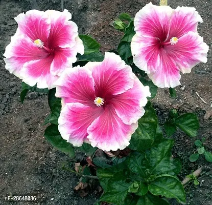 Corofitam Hibiscus Plant HVLIVE_484-thumb0