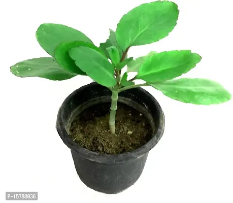Natural Long Live Home Decor Plant and Planter