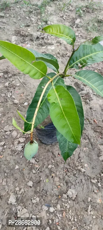 Corofitam Mango Plant Thai all time sweetmango plant-thumb3