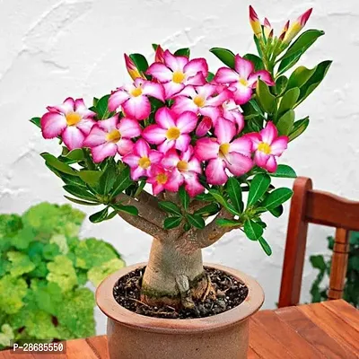 Corofitam Adenium Plant ADENIUM FLOWER PLANT -DA49-thumb0