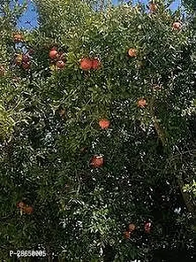 Corofitam Pomegranate Plant BEDANA PLANT ZZ-thumb2