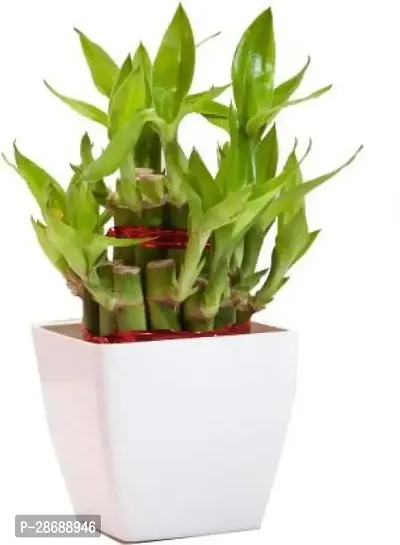 Corofitam Two Layer Bamboo Plant BG-222-thumb0