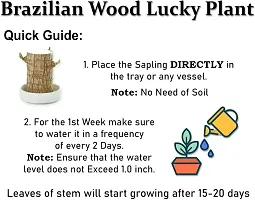 Petite Brazilian Wood Gardening Decor-thumb4