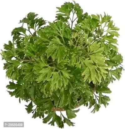 Corofitam Aralia Plant NDS ARALIA PLANT 1-thumb2