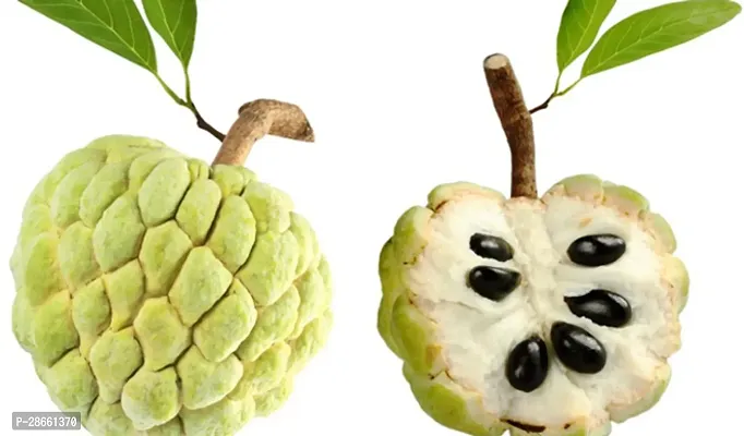 Corofitam Custard Apple Plant ATTA