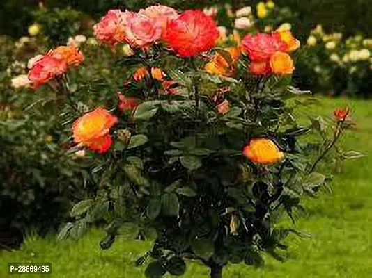 Corofitam Rose Plant CLOURFUL ROSE PLANT-thumb0